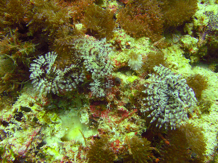 Brown and white crowned tube worm, Sabellastarte sp. (100k)