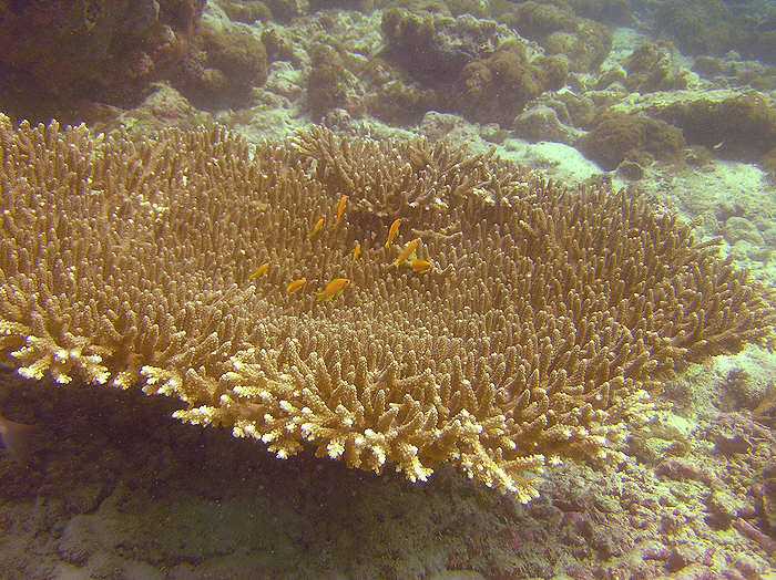 Anthias on a huge branching Neat coral, Acropora latistella. (99k)