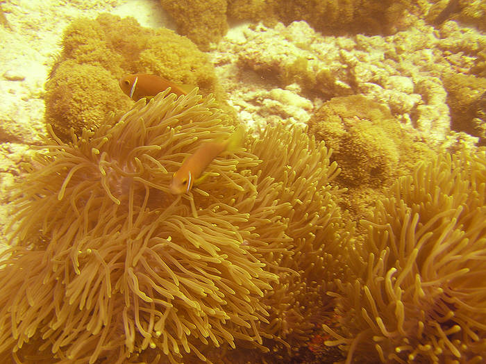 Blackfooted Clownfish or Maldives Anemonefish, Amphiprion nigripes, on a giant sea anemone.  (97k)