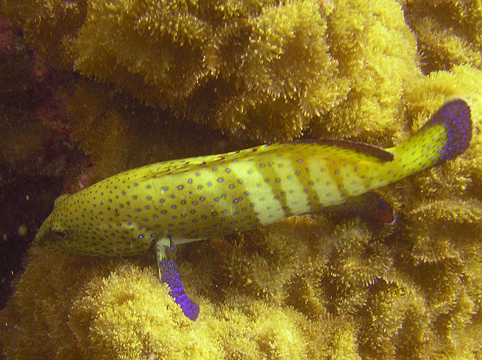 Peacock Rock Cod or Peacock Grouper, Cephalopholis argus.  (95k)