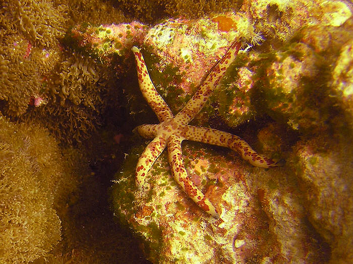 Yet another Multi-pore sea star, Linckia multiflora. (108k)