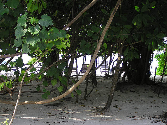 Looking out through the trees from our verandah to the sunbeds on the beach.  (96k)