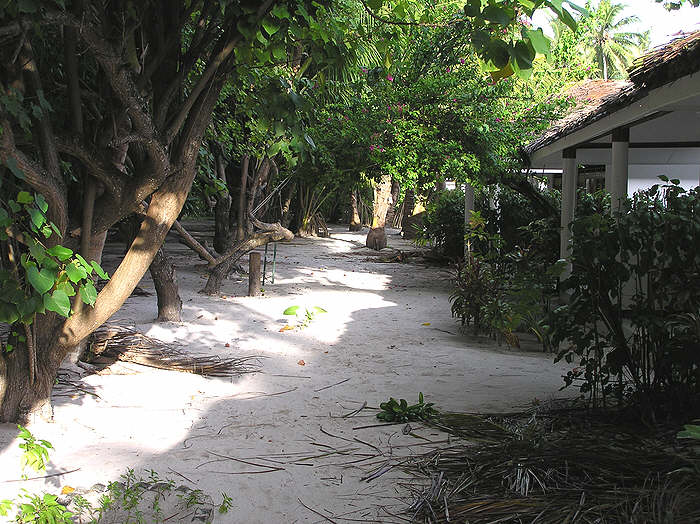 The path in front of our room. Workmen were re-thatching the hut next door - hence the palm-leaf litter on the floor - it's normally swept clean and tidy every day. (100k)