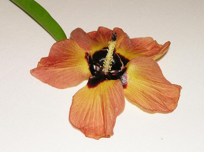 I think this is hibiscus. (61k)